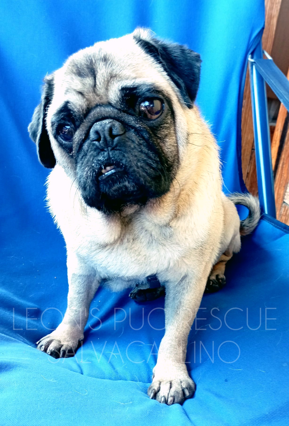 Leon pug sale rescue